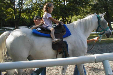 Sydney Riding Horse at Arabian Knights Farm