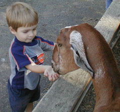 The boy petting a goat