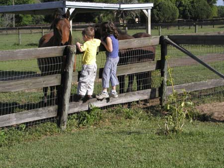 Florida2004_EN_KidsOnFenceMeetingHorses